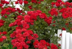 Роза плетистая Королевская мантия (алый) 5л (ipm)
