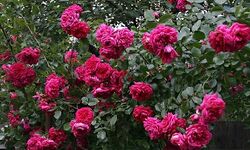 Роза плетистая Лагуна (пурпурный) 5л (ipm)