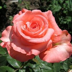 Роза чайно-гибридная Нобилис (розовый) 5л (ipm)