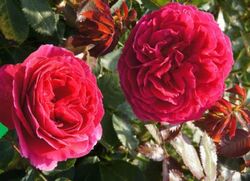 Роза английская Отелло (малиновый) 5л (ipm)