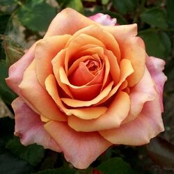 Роза чайно-гибридная Черри Бренди (оранжевый) 5л (ipm)