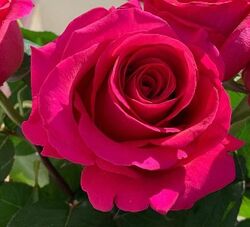 Роза чайно-гибридная Фолос (розово-коралловый) 5л (ipm)