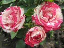 Роза чайно-гибридная Сатин (белый с красным) 5л (ipm)