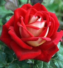 Роза чайно-гибридная Нью Фешн (красный) 5л (ipm)