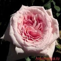 Роза чайно-гибридная Пинк О'Хара (нежно-розовый) 5л (ipm)