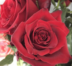 Роза чайно - гибридная Эксплорер (темно - красный) 5л (ipm)