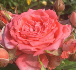 Роза спрей Барбадос (розово-лососевый) 5 л (ipm)