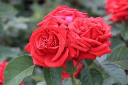Роза чайно-гибридная Валентина (малиновый) 5 л (ipm)