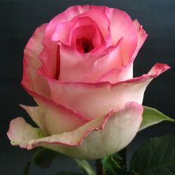 Роза чайно-гибридная Белла Вита (белый с розовой каймой) 5л (ipm)