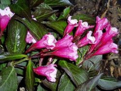 Вейгела цветущая Нана Пурпуреа H30-50 2 л (grs)
