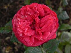 Роза английская Ред Пиано (красный) 5л (ipm)