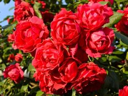 Роза флорибунда Скарлет Хит (красный) 5л (ipm)