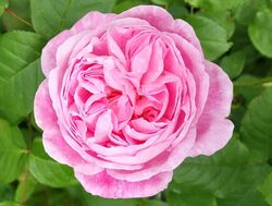 Роза английская кустовая Мэри Роуз 6л