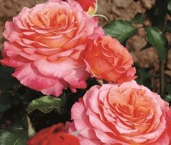Роза чайно-гибридная Альбрехт Дюрер (лососевый) 5л 