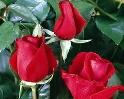 Роза чайно-гибридная Дуфтвольке (ярко-оранжево-красная) 5 л