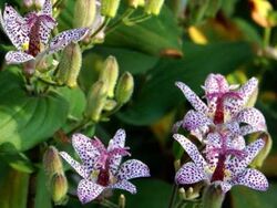 Орхидея садовая Пурпл Бьюти 0,6 л (cg)