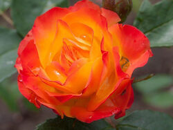 Роза флорибунда Румба в коробке (grs)