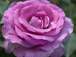 Роза чайно-гибридная Виолетт Парфюм в коробке (grs)