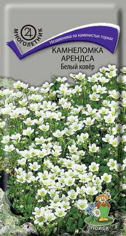 Камнеломка Арендса Белый ковёр ПОИСК 0,01 г