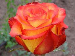 Роза флорибунда Циркус (cg)