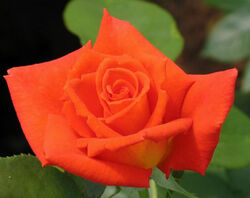Роза чайно-гибридная Моника (cg)
