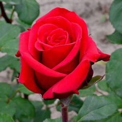 Роза чайно-гибридная Ред Берлин (cg)