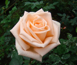Роза чайно-гибридная Осияна (cg)