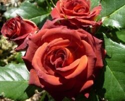 Роза спрей Чокочино 6 л красно-оранжевый bn