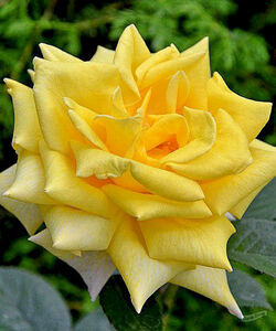 Роза чайно-гибридная Беролина 5 л (grs)