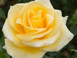 Роза грандифлора Рафаэлло 5 л (grs)