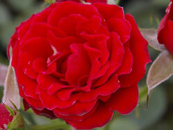 Роза миниатюрная Скарлет Хит 5 л (grs)