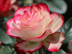 Роза чайно-гибридная Принцесс де Монако 5 л (grs)
