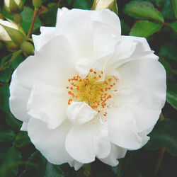 Роза шраб Вайт Кавер 5 л (grs)