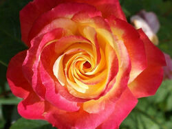 Роза чайно-гибридная Ориент Экспресс 5 л (grs)