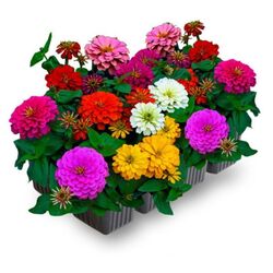 Рассада Цинния микс 6шт/кассета