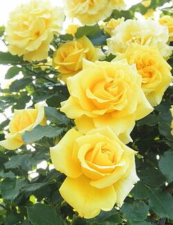 Роза плетистая Римоза 3л H150-360