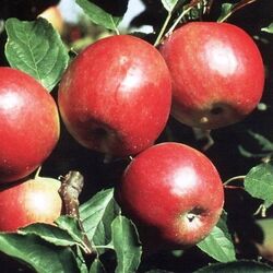 Яблоня Красное раннее Н120-160 7л grs