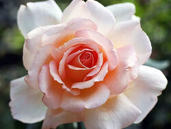 Роза чайно-гибридная Чандос Бьюти 5 л (grs), Ограниченно годен