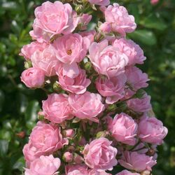 Роза почвопокровная полиантовая Фейри 6л