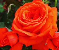 Роза плетистая Салита (красный) (bn)