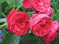 Роза парковая Пиано Амброзия (bn)
