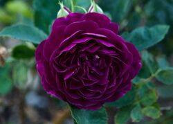 Роза флорибунда Перпл Харт (пурпурная) (bn)