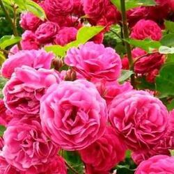 Роза плетистая Пинк Айс (Розовый Лед) (розовый) (bn)