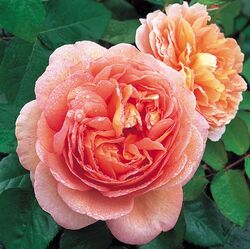 Роза английская Абрахам Дерби bn розово-абрикосовый 5 л