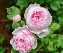 Роза английская Эйншент Маринер bn розовый 5 л
