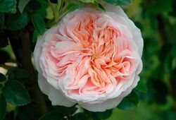 Роза английская Клэр Роуз bn нежно-розовый 5 л