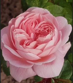Роза английская Куин оф Свиден bn нежно-розовый 5 л