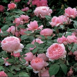 Роза английская Бразе Кадфаэль bn розовый тп