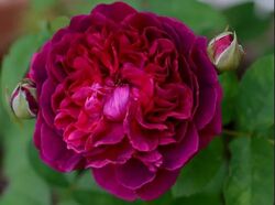 Роза английская Вильям Шекспир bn насыщенно-пурпурный