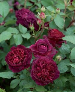 Роза английская Манстед Вуд bn бархатисто-бордовый 5 л
